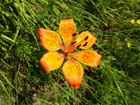 13 Lilium bulbiferum - Giglio rosso di San Giovanni